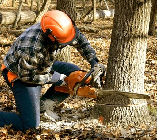 Tree Removal in Deer Isle, ME
